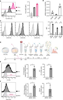 Inhibition of complement activation by CD55 overexpression in human induced pluripotent stem cell derived kidney organoids